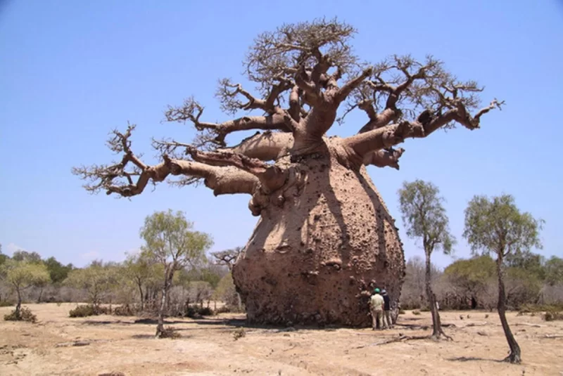 Baobab Ağacı (Adansonia)